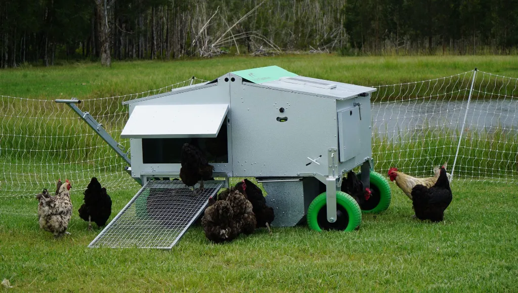 The-Chicken-Caravan-30