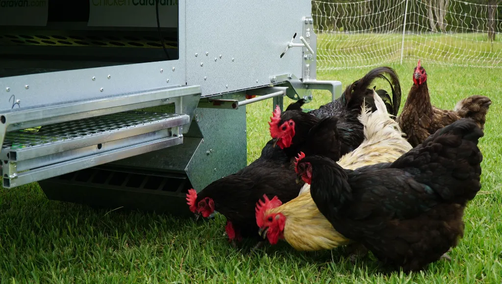 Hens-accessing-feeder-under-Chicken-Caravan-30