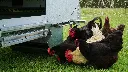 Hens-accessing-feeder-under-Chicken-Caravan-30