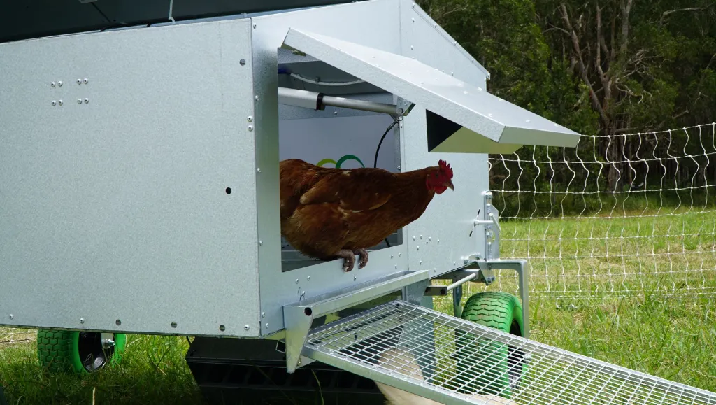 hens-access-ramp-pull-out-Chicken-Caravan-30