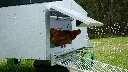 hens-access-ramp-pull-out-Chicken-Caravan-30