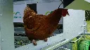 Main-door-hen-Chicken-Caravan-30