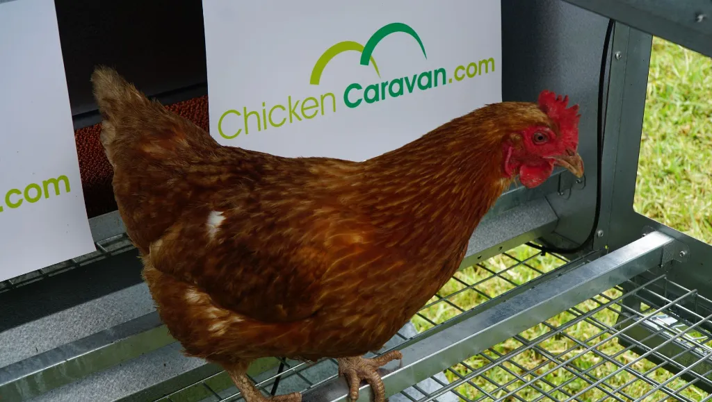 Perch-bars-chicken-roosting-Chicken-Caravan-30