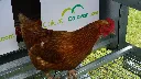 Perch-bars-chicken-roosting-Chicken-Caravan-30