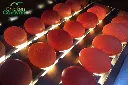 Candling-1_1024x1024@2x.webp