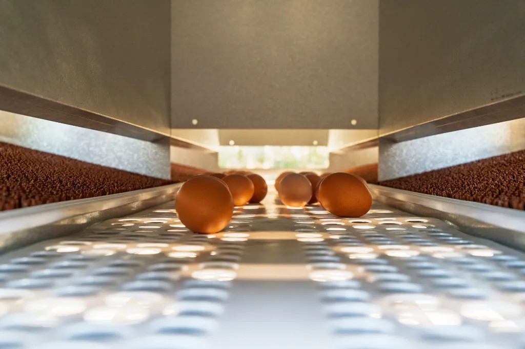 Chicken-Caravan-130-eggs-on-conveyor-belt