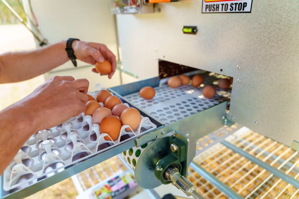 Chicken-Caravan-130-eggs-into-tray-conveyor-collect