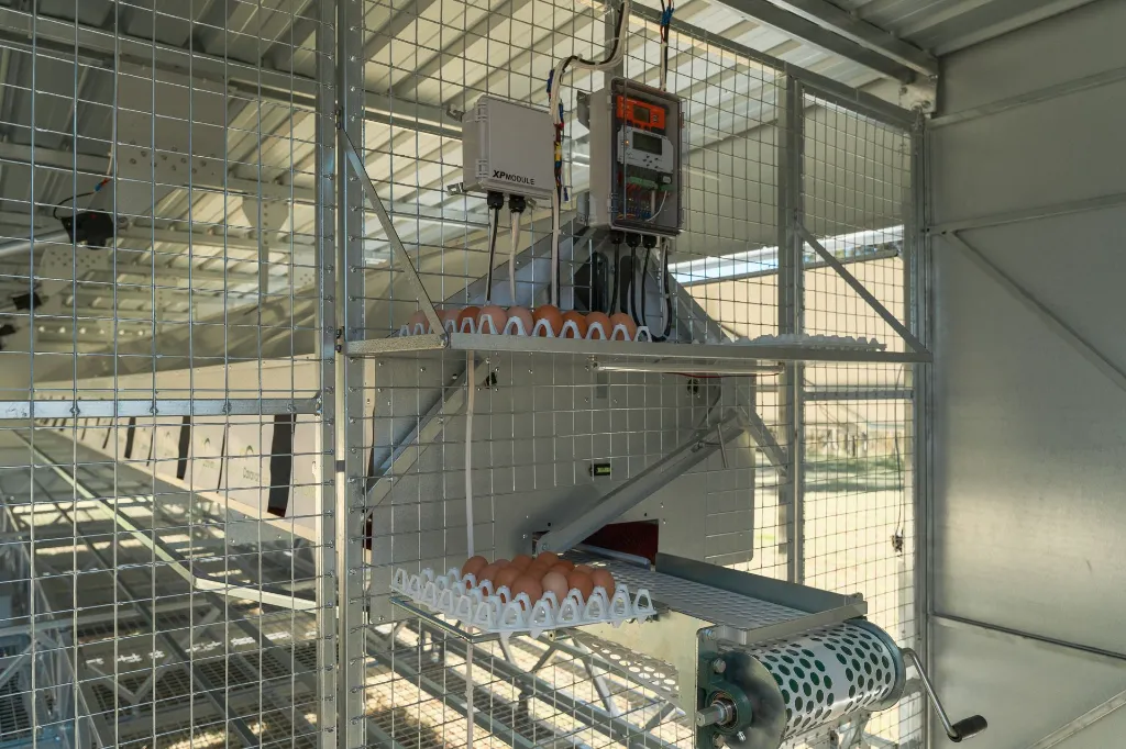 Chicken- Caravan- 600-egg-collection-area