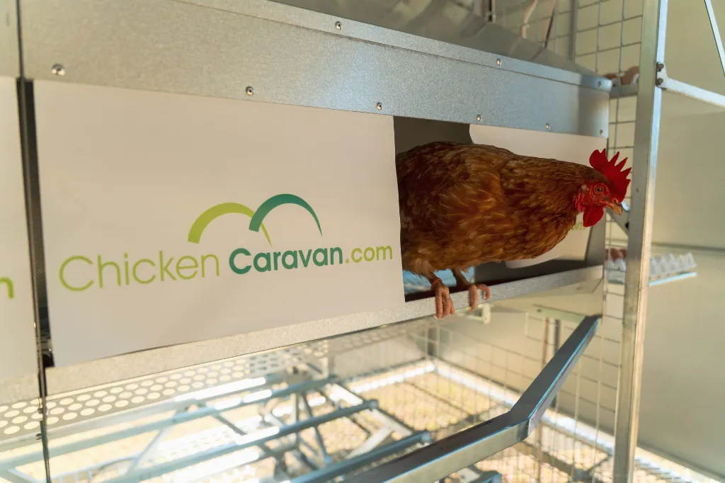 Chicken-in-nesting-box-roll-away-nests-on-Chicken- Caravan- 600