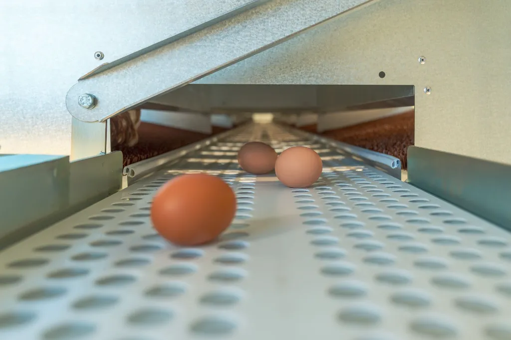 Eggs-on-conveyor-belt-nesting-boxes-on-Chicken- Caravan- 600