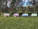 Chicken-Caravan-10-orange-pink-blue-green-four-colours