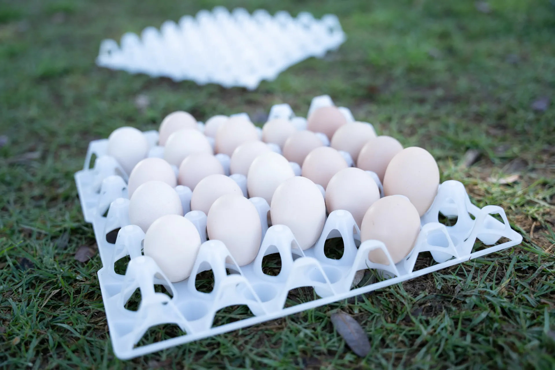 Egg Trays White