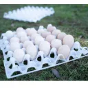 Egg Trays - White